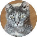 Yvonne Westen profile picture